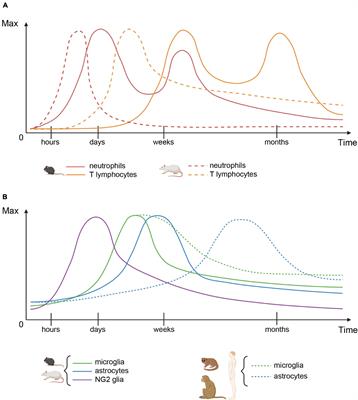 Dynamic Diversity of Glial Response Among Species in Spinal Cord Injury
